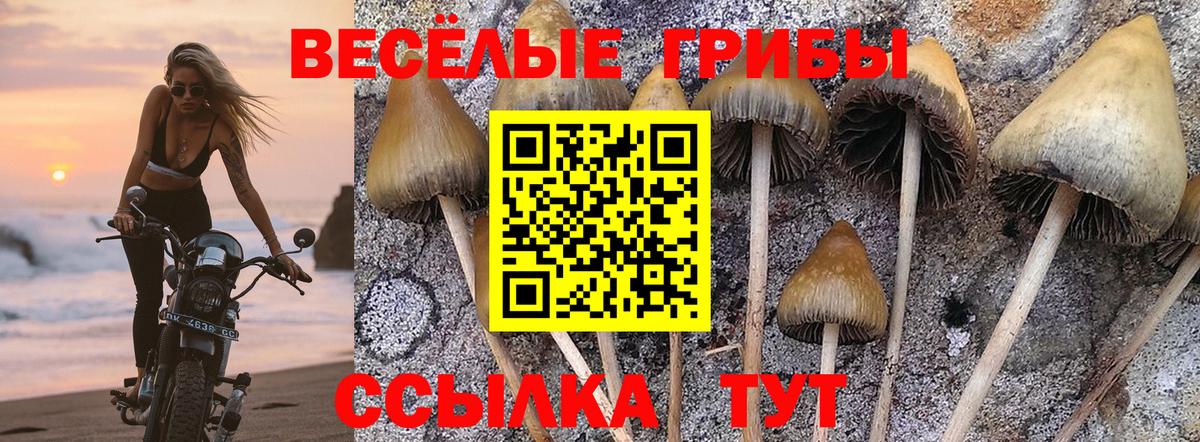 Сосновый Бор  Галлюциногенные грибы ЛСД  наркошоп  Галлюциногенные грибы Psilocybe  Вход с VPN 